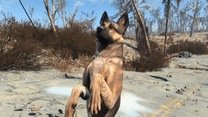 dogmeat companions fallout 4 wiki guide